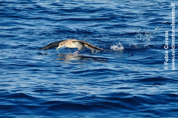 Berta maggiore (Calonectris diomedea)